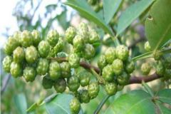 藤椒風(fēng)味鹵菜鹵水的做法及配方